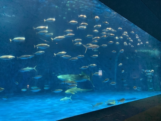 ◆桜島をバックに記念撮影のお手伝い◆当館屋上が絶景シャッターポイント♪（まごころ膳）【1泊2食】通年